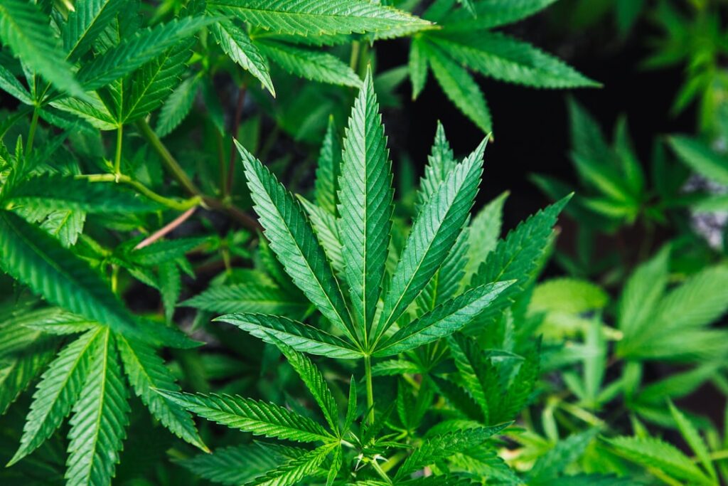 close-up of cannabis plants with vibrant green leaves