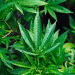 close-up of cannabis plants with vibrant green leaves
