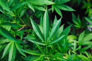 close-up of cannabis plants with vibrant green leaves