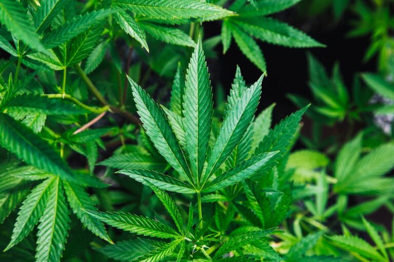 close-up of cannabis plants with vibrant green leaves