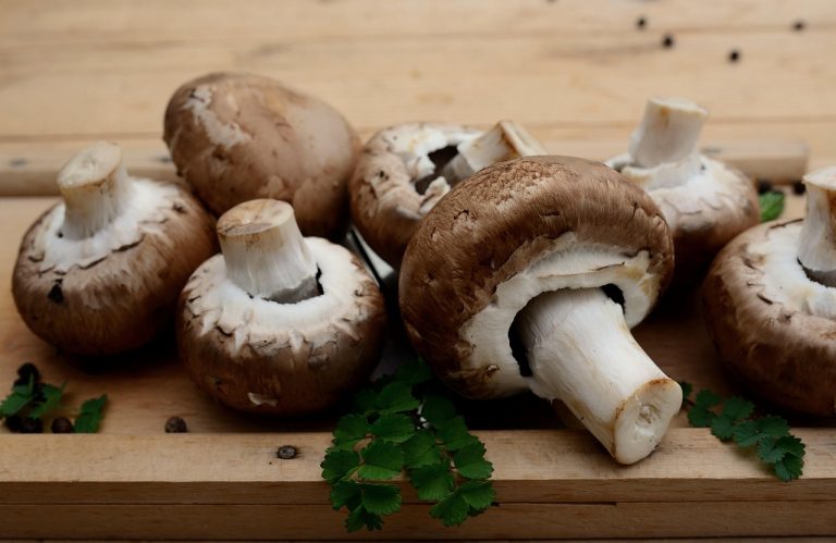 Mushrooms, edible mushrooms, vegetarian — Buy TRT for Sale Online Trusted and Effective Solutions