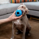 Indestructible Dog Toys: The Most Durable Choices for Your Pup